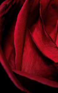 Preview wallpaper macro, rose, red