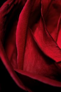 Preview wallpaper macro, rose, red