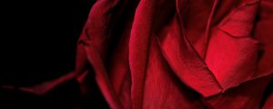 Preview wallpaper macro, rose, red