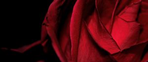 Preview wallpaper macro, rose, red