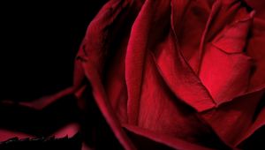 Preview wallpaper macro, rose, red