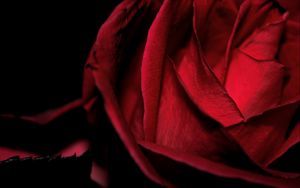 Preview wallpaper macro, rose, red