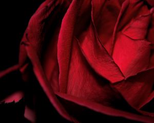 Preview wallpaper macro, rose, red