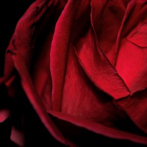 Preview wallpaper macro, rose, red