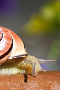 Preview wallpaper macro, snail, branch