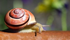 Preview wallpaper macro, snail, branch