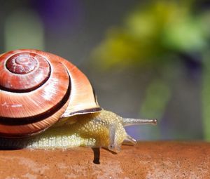 Preview wallpaper macro, snail, branch