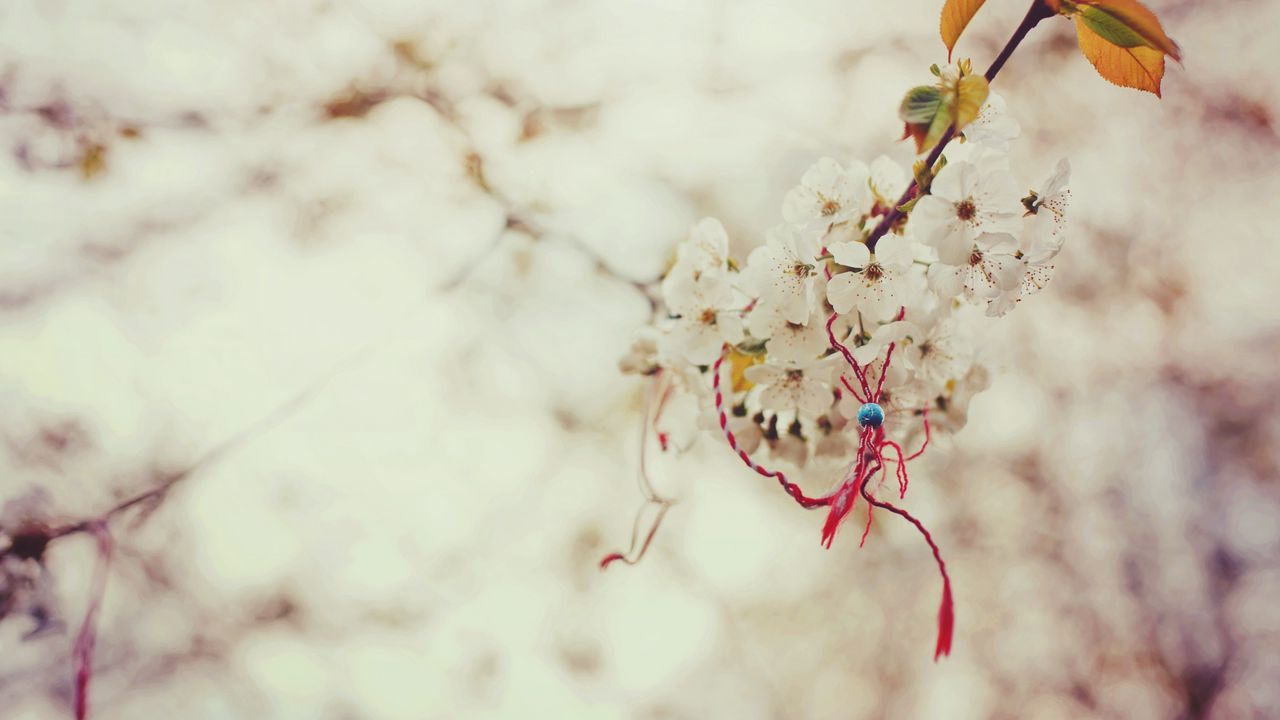 Wallpaper macro, spring, branch, cherry, knot