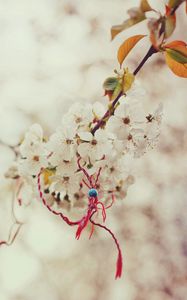 Preview wallpaper macro, spring, branch, cherry, knot