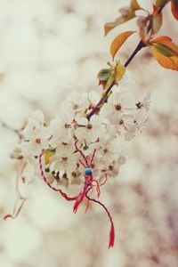 Preview wallpaper macro, spring, branch, cherry, knot