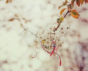 Preview wallpaper macro, spring, branch, cherry, knot