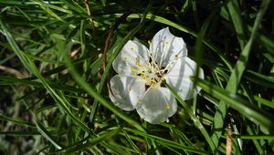 Preview wallpaper macro, spring, branch, flower, cherry, grass, green