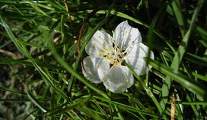 Preview wallpaper macro, spring, branch, flower, cherry, grass, green