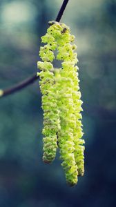 Preview wallpaper macro, spring, glare, light, branch