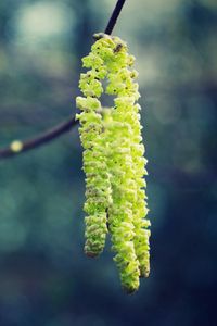 Preview wallpaper macro, spring, glare, light, branch