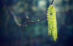 Preview wallpaper macro, spring, glare, light, branch