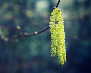 Preview wallpaper macro, spring, glare, light, branch