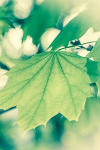 Preview wallpaper macro, spring, vanilla, foliage, green