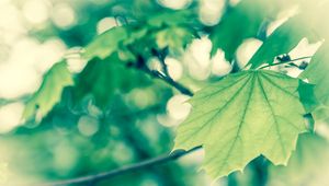 Preview wallpaper macro, spring, vanilla, foliage, green