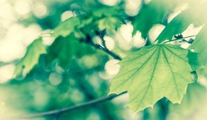 Preview wallpaper macro, spring, vanilla, foliage, green