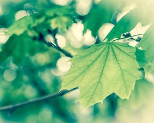 Preview wallpaper macro, spring, vanilla, foliage, green