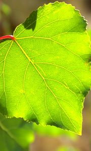 Preview wallpaper macro, tree, leaf, green