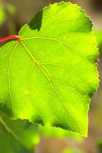 Preview wallpaper macro, tree, leaf, green