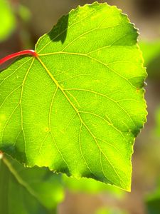 Preview wallpaper macro, tree, leaf, green