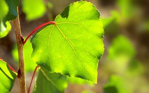 Preview wallpaper macro, tree, leaf, green