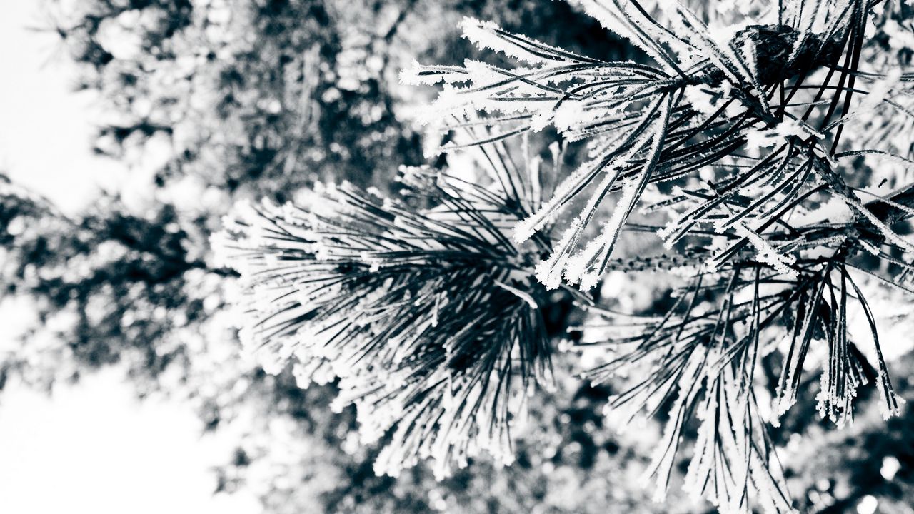 Wallpaper macro, twigs, pine needles, pine, green