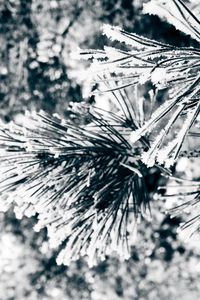 Preview wallpaper macro, twigs, pine needles, pine, green