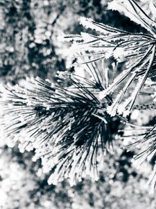 Preview wallpaper macro, twigs, pine needles, pine, green