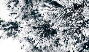 Preview wallpaper macro, twigs, pine needles, pine, green