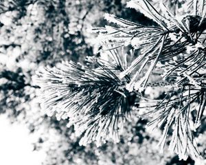 Preview wallpaper macro, twigs, pine needles, pine, green