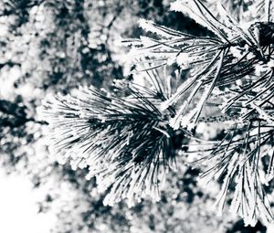 Preview wallpaper macro, twigs, pine needles, pine, green