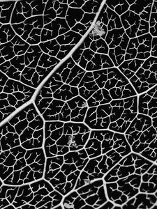 Preview wallpaper macro, veins, leaf, bw