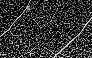Preview wallpaper macro, veins, leaf, bw