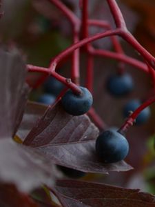 Preview wallpaper macro, vines, leaves, berries