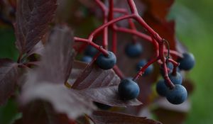 Preview wallpaper macro, vines, leaves, berries