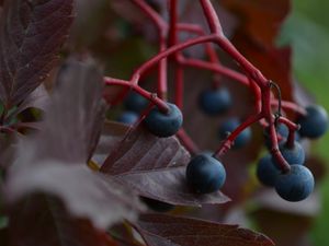 Preview wallpaper macro, vines, leaves, berries