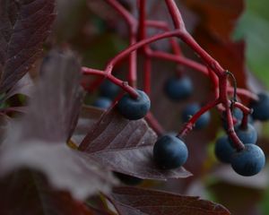 Preview wallpaper macro, vines, leaves, berries