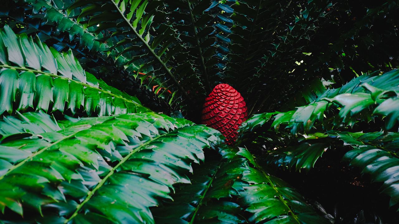 Wallpaper macrosamia, leaves, cone, red, green, nature