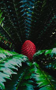 Preview wallpaper macrosamia, leaves, cone, red, green, nature