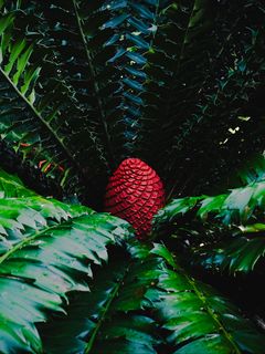 240x320 Wallpaper macrosamia, leaves, cone, red, green, nature