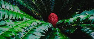 Preview wallpaper macrosamia, leaves, cone, red, green, nature