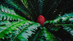 Preview wallpaper macrosamia, leaves, cone, red, green, nature