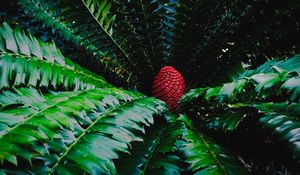 Preview wallpaper macrosamia, leaves, cone, red, green, nature