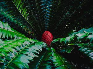 Preview wallpaper macrosamia, leaves, cone, red, green, nature