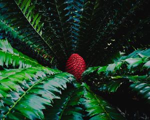 Preview wallpaper macrosamia, leaves, cone, red, green, nature