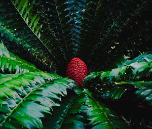 Preview wallpaper macrosamia, leaves, cone, red, green, nature